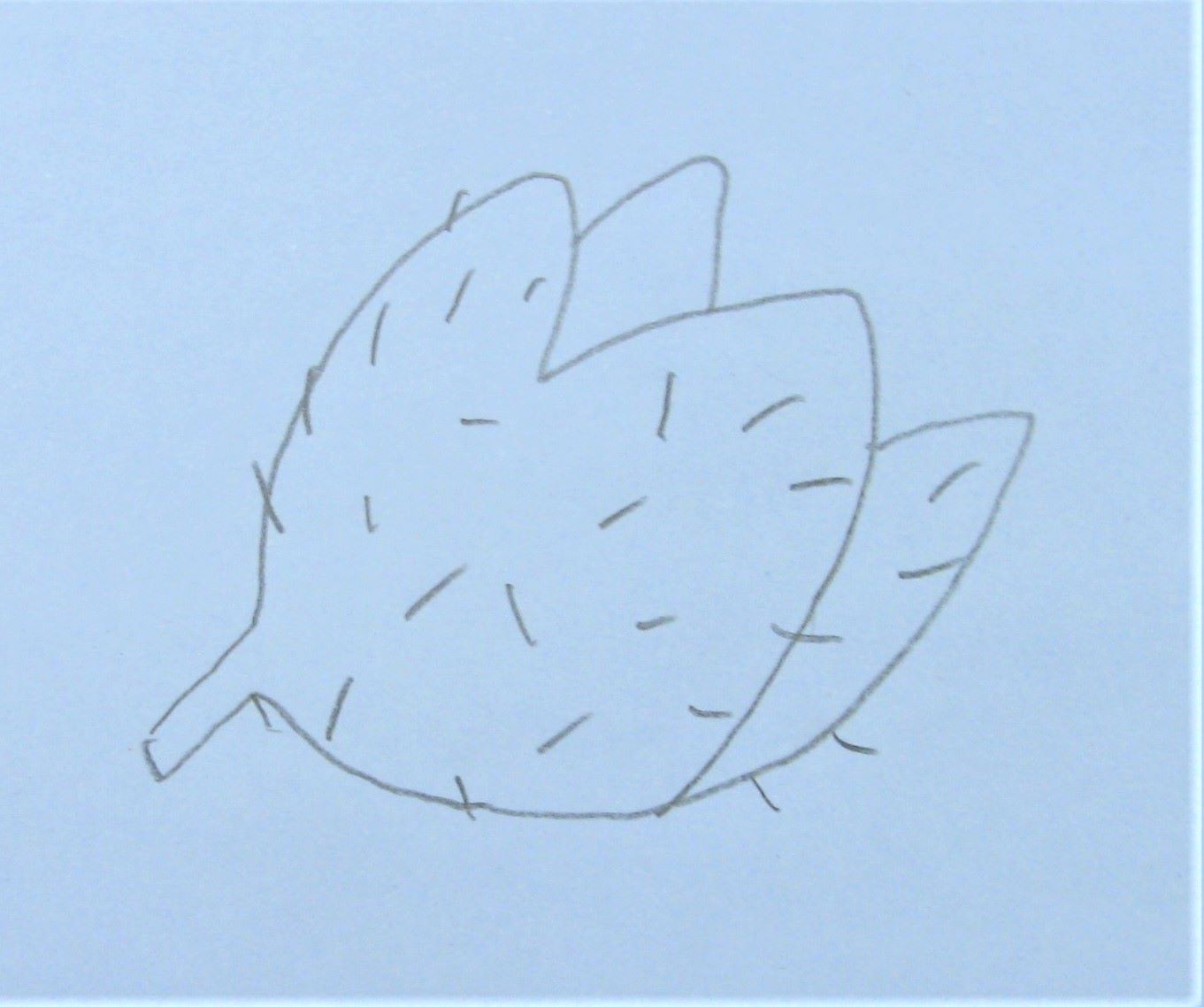 Drawing of a seed pod
