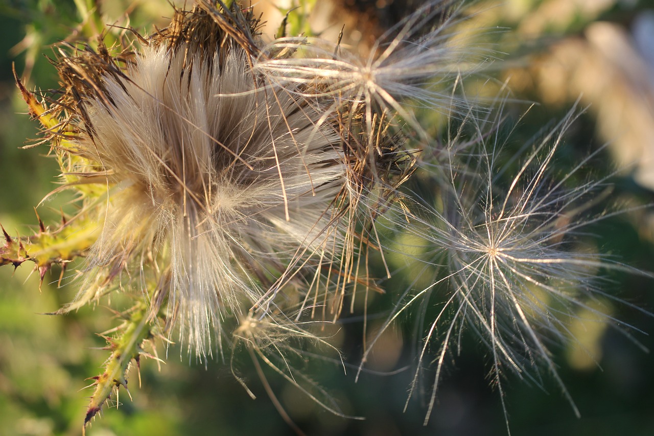 A close-up view of thistle down
