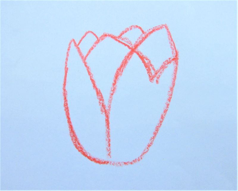 Drawing of a tulip flower