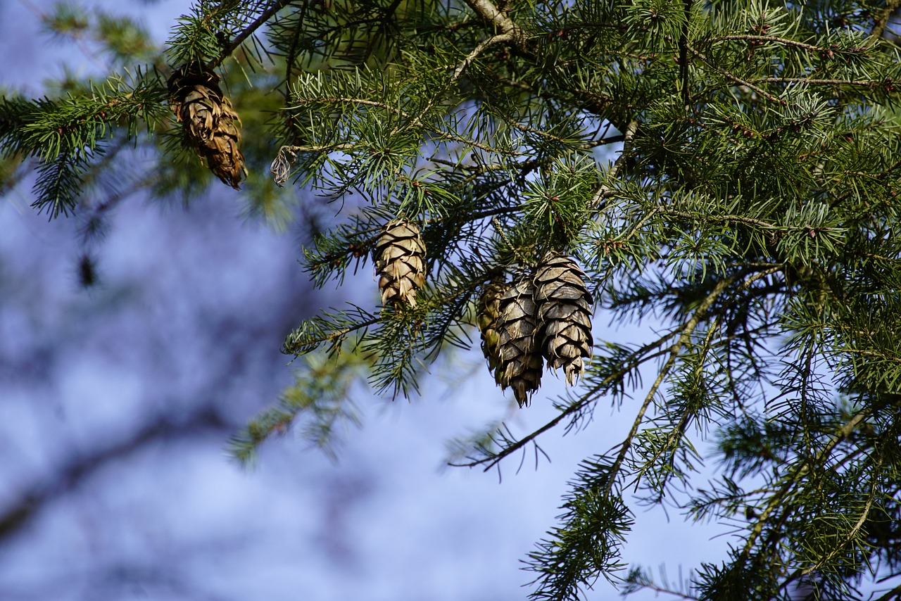 Conifer tree with cones
