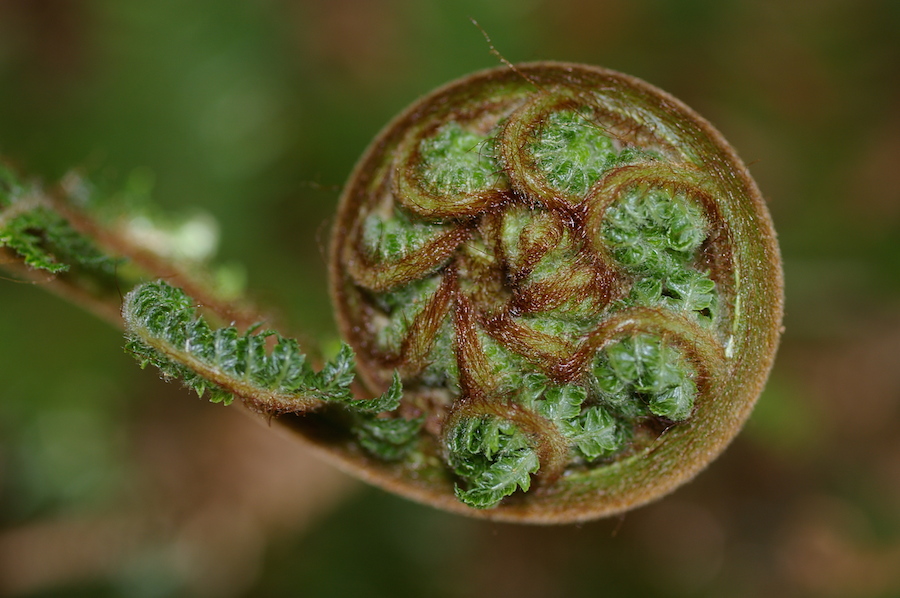 A close-up photograph of an unfurling fern frond
