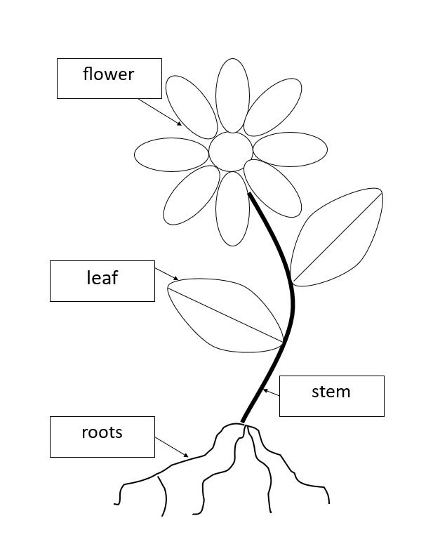 Parts of a flowering plant