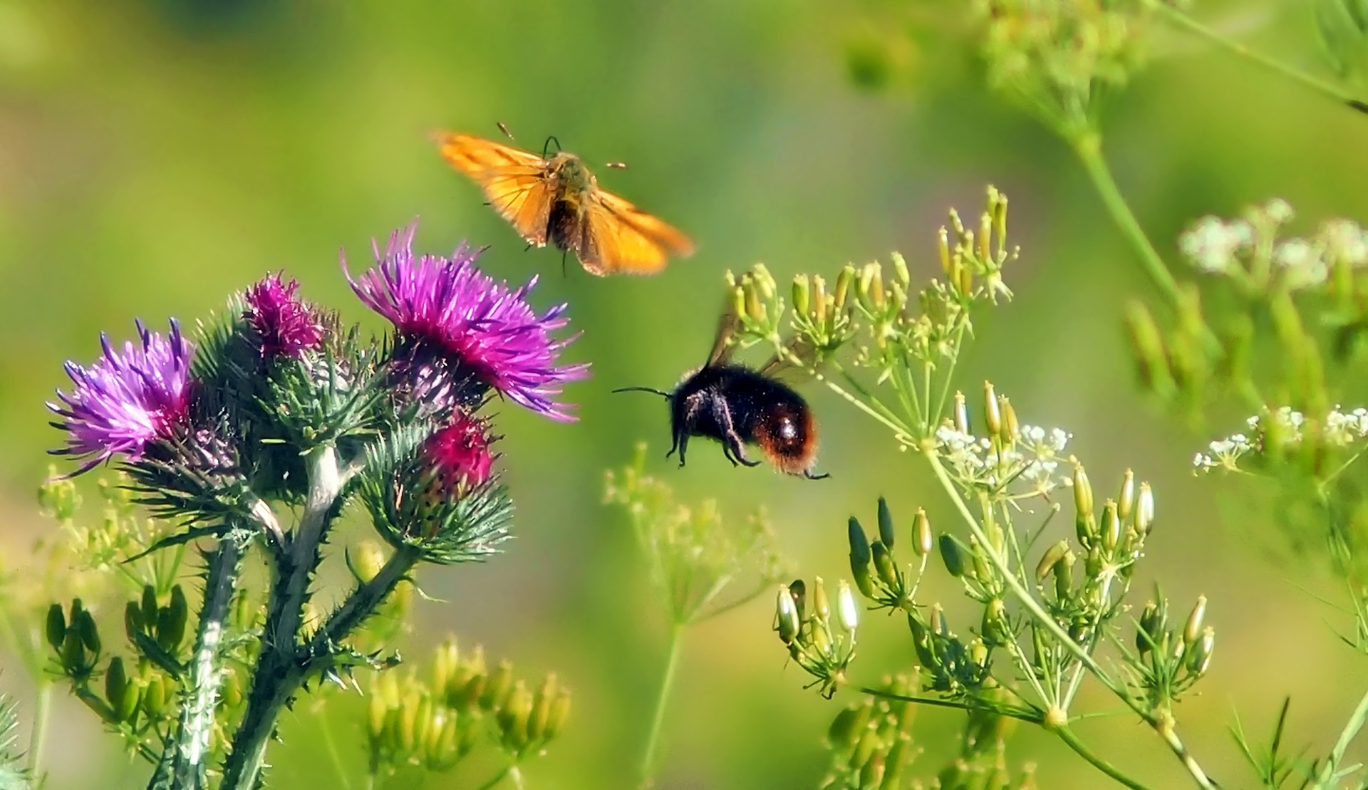 A photograph of a bee and a butterfly buzzing around a thistle