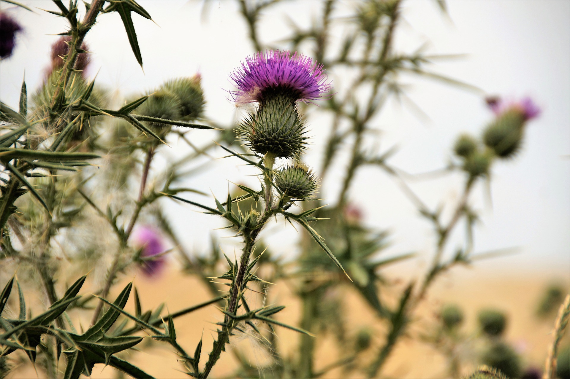 Thistles growing in a field