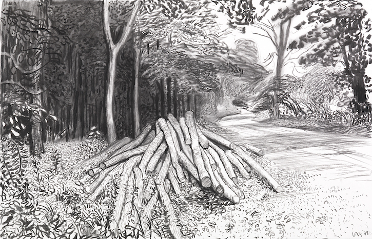 Cut Trees – Timber
