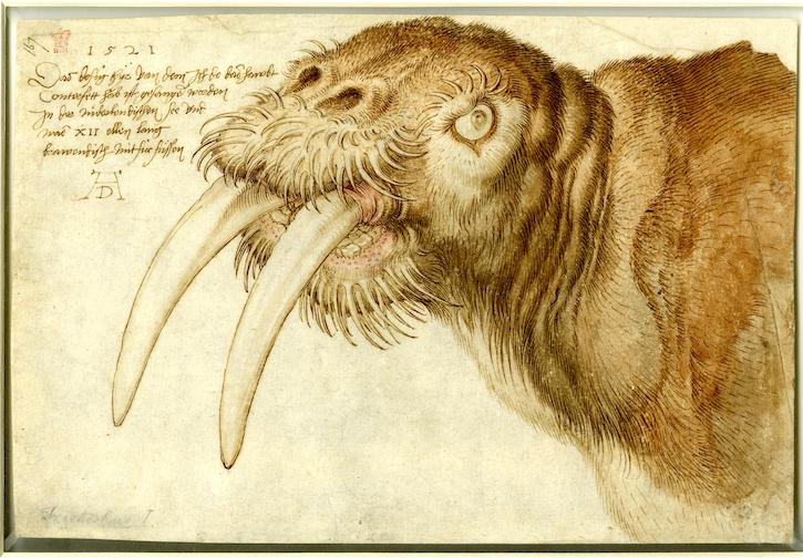 The head of a walrus