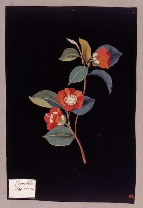 Camellia Japonica