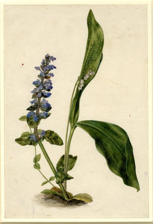 Two plants: Lily-of-the-valley and bugle