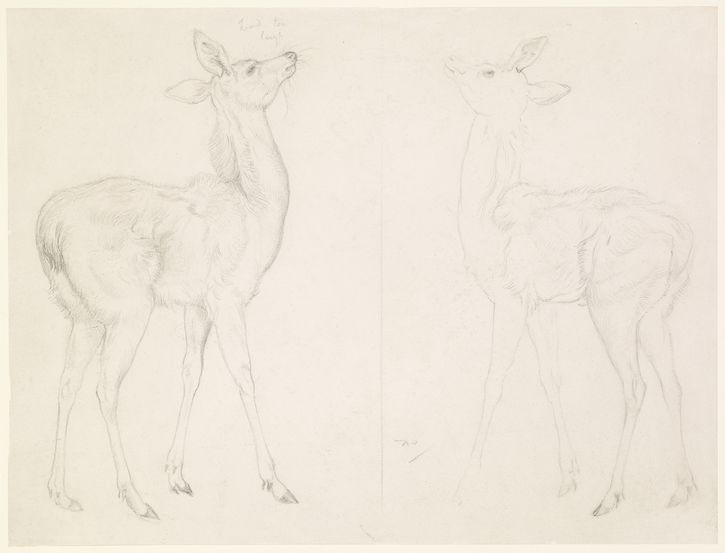 Two Studies of a Fawn