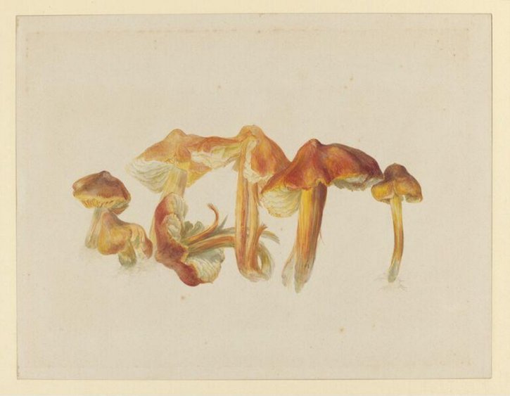 Drawing of Hygrocybe (hygrophorus) punicea (crimson or blood-red wax cap)