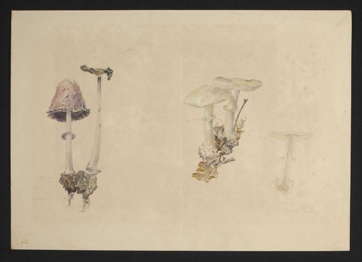 Drawing of Coprinus comatus and Amanita citrina (two specimens of fungi)