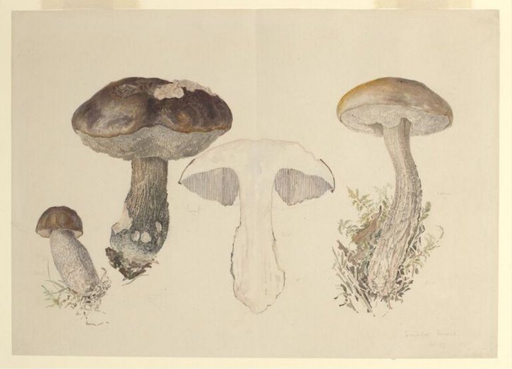 Drawing of four specimens of fungi