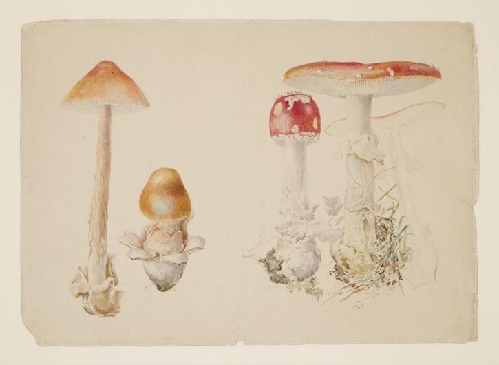 Examples of Yellow Grisette (Amanita crocea) and examples of Scarlet Fly Cap (Amanita muscaria)