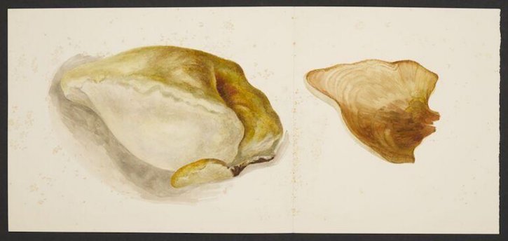 Bracket fungus; a section of oak tree polypore