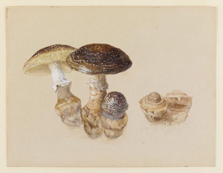 Study of mushrooms