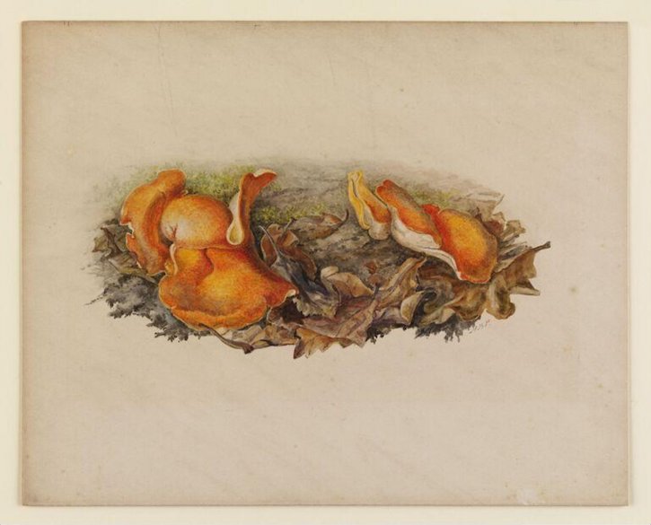 Orange fungi (Aleuria aurantia) growing amongst fallen leaves