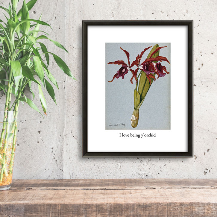 Framed print of ‘An Orchid (Laelia Grandis Tenebrosa): Flowering Stem’ by unknown artist