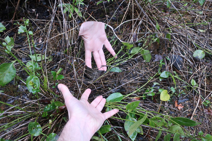 The sculptures largely disappeared out of sight when placed among greenery