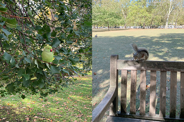 Creatures of St James's Park