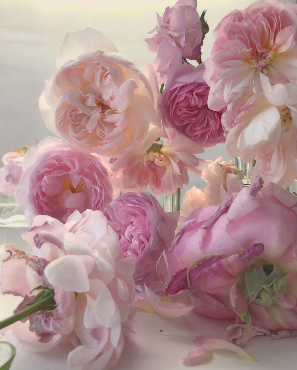 Say it with roses: floral symbolism from Aphrodite to Nick Knight