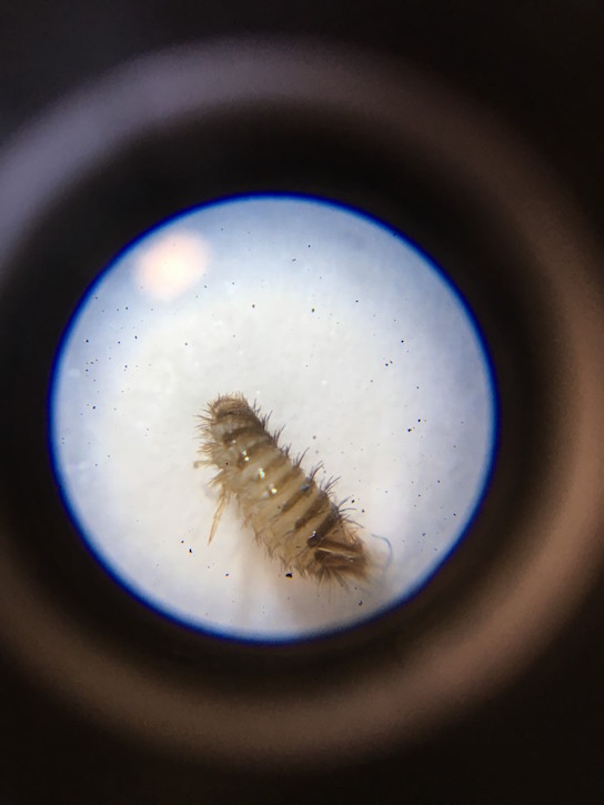 A woolly bear, aka carpet beetle larvae, under the microscope