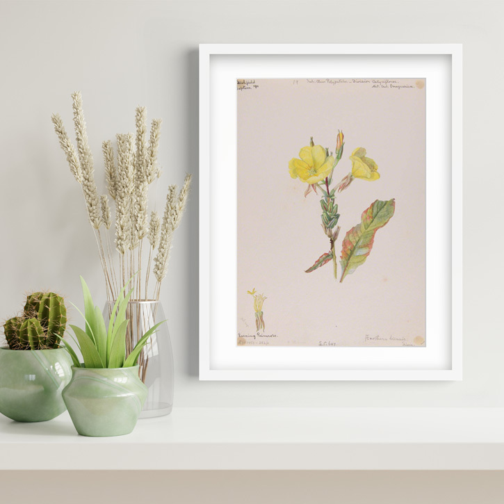 Framed print of 'Evening Primrose'