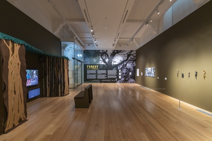 Installation view, 'Forest', Nottingham Castle Museum & Art Gallery, 2025