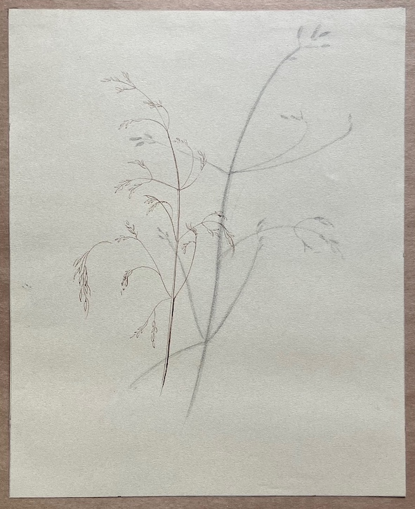 Grass study by Jean Peace in her sketchbook