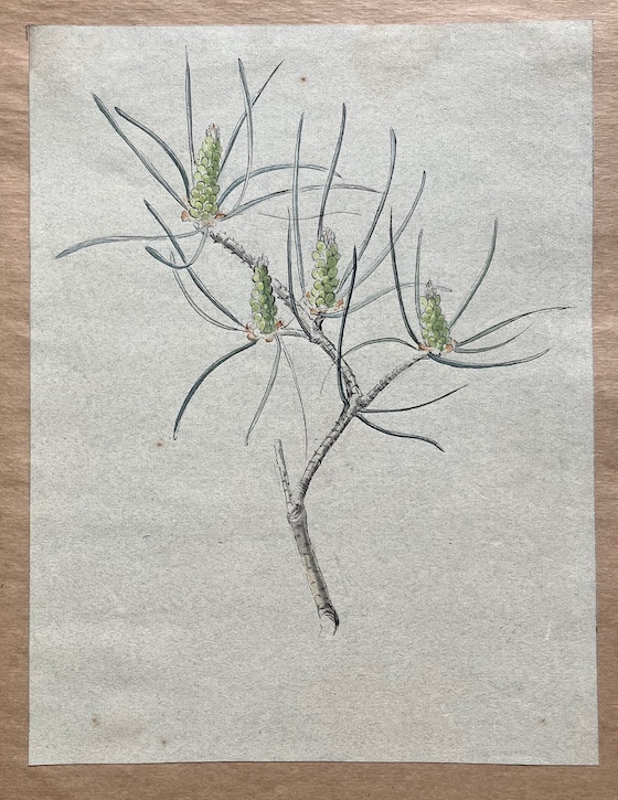 Study in Jean Peace's sketchbook