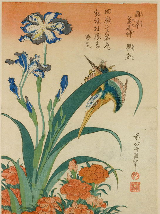 Kingfisher, fringed iris, dianthus