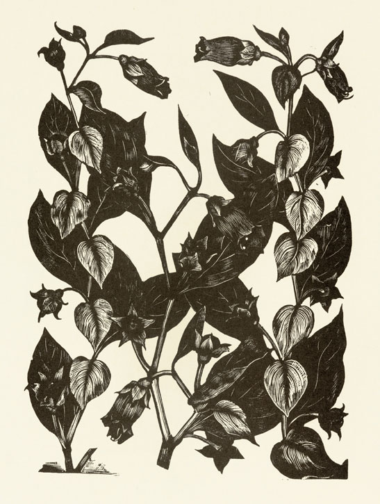 Deadly Nightshade from ‘Poisonous Plants – Deadly, Dangerous and Suspect’