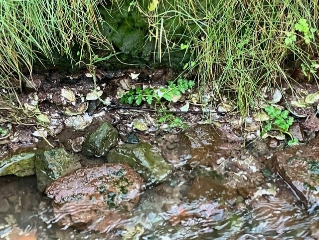 Midden Piles on Llangwm Riverbank