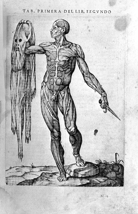 1556, printed illustration from Juan de Valverde de Amusco's 'Historia de la composicion del cuerpo humano', attributed to Gaspar Becerra (c.1520–1570)