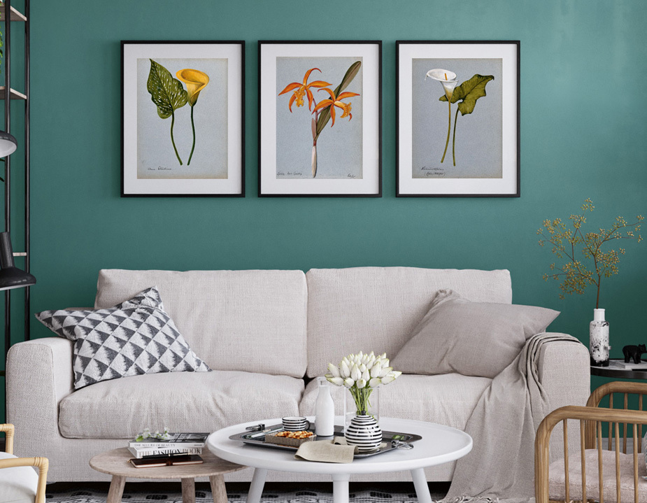 Framed prints of botanical artworks from the Wellcome Collection