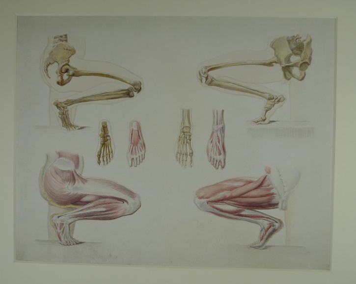 Anatomical studies of legs and feet
