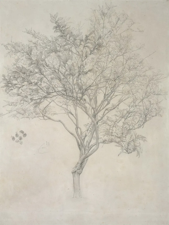 Study of a Lemon Tree, Capri