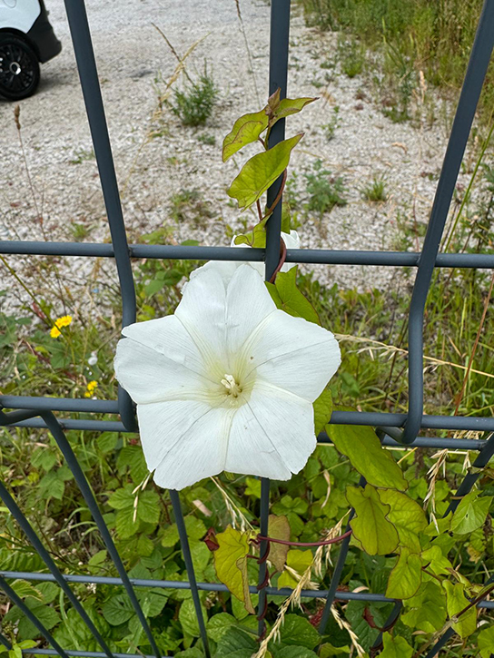 A white flower climbing a metal fence