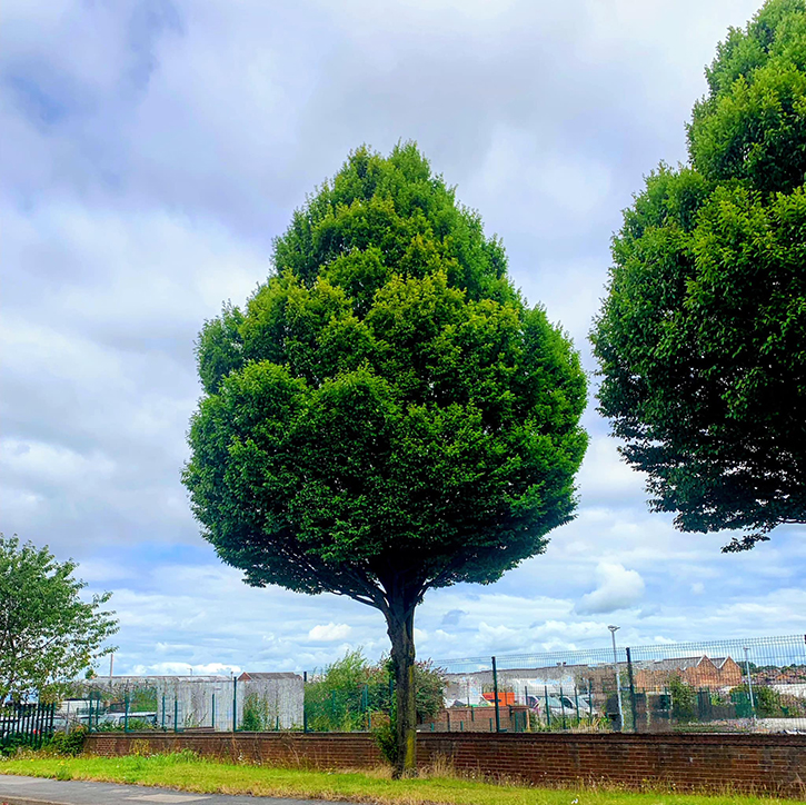 A tree on a grass verge with Longton skyline in the background