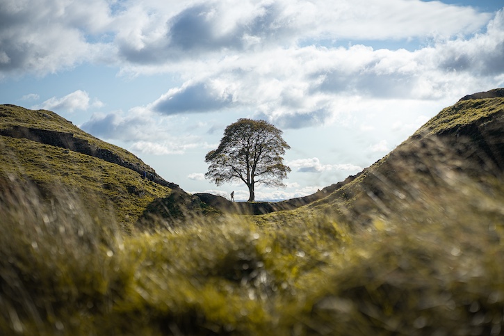 The Sycamore Gap tree next to Hadrian's Wall, Northumberland