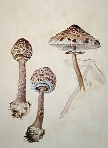 CBR_ACA_AMATL_1958_171-001