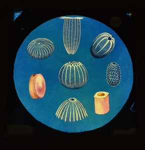 Magic Lantern Slide of Sea Urchins