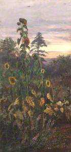 Study of Sunflowers