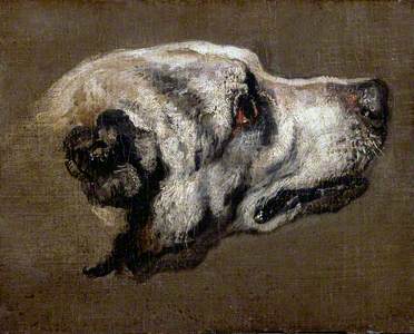 Head of a Hound