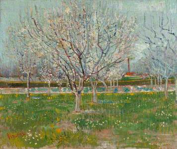 Orchard in Blossom: Plum Trees