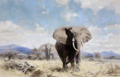 Elephants