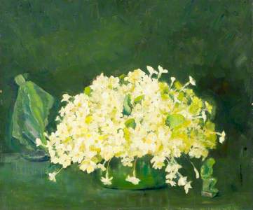 Primroses