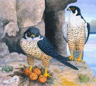 Peregrine Falcons