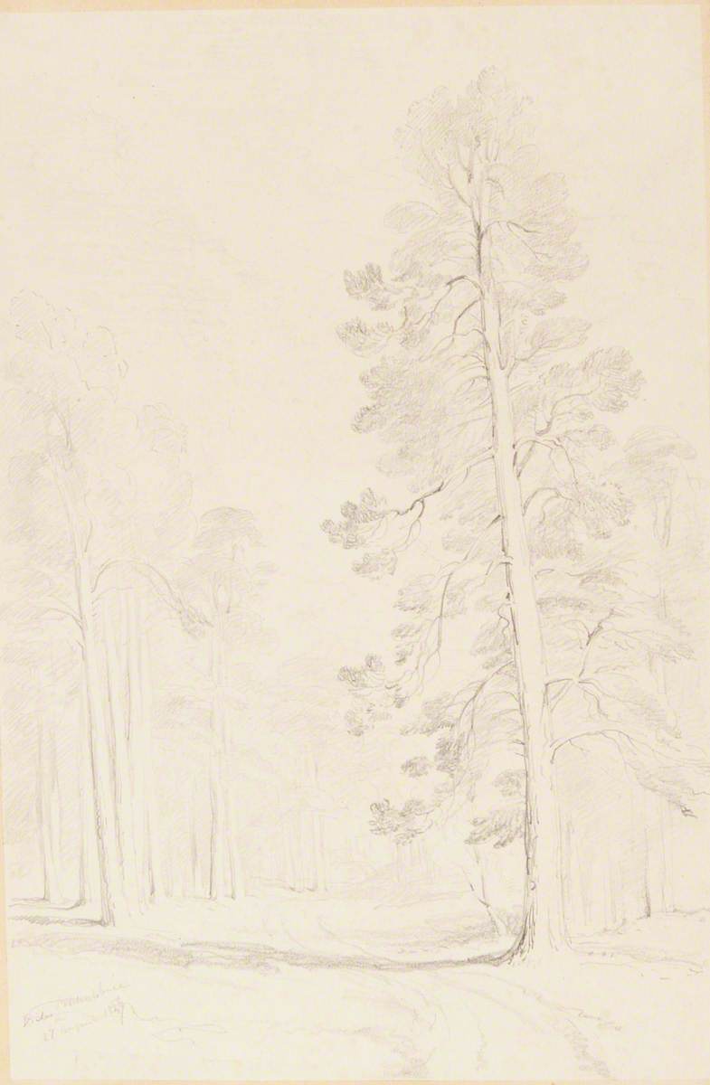In Ballochbuie Forest