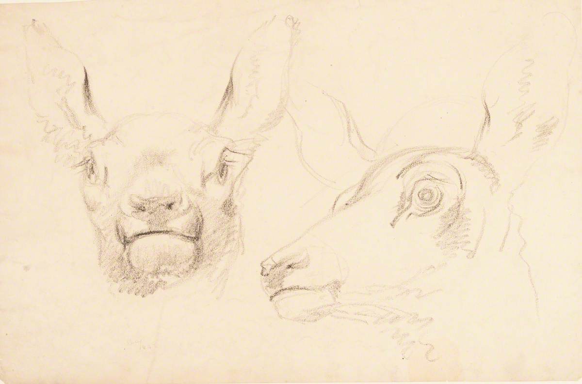 Studies of Deer at Mar Lodge