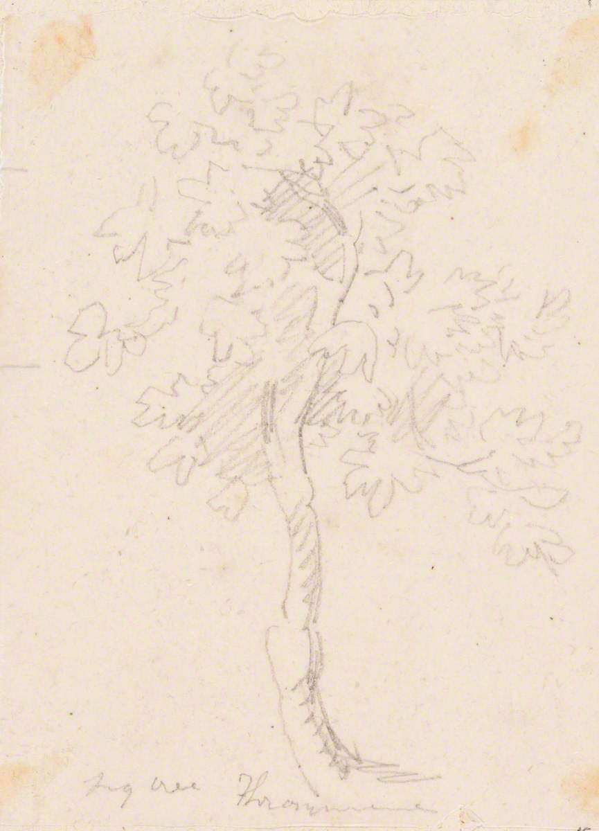 Fig Tree, Trasymene